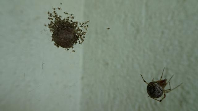 Titelbild: Die Natur der Spinnen ... >>> Empfehlung Vollbild <<<
