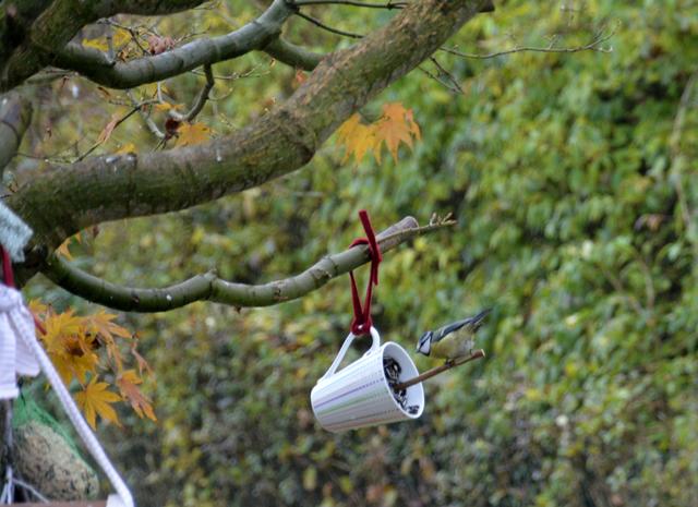 Meisen fliegen auf das selbstgemachte Futter.  | Foto: Grumbach 