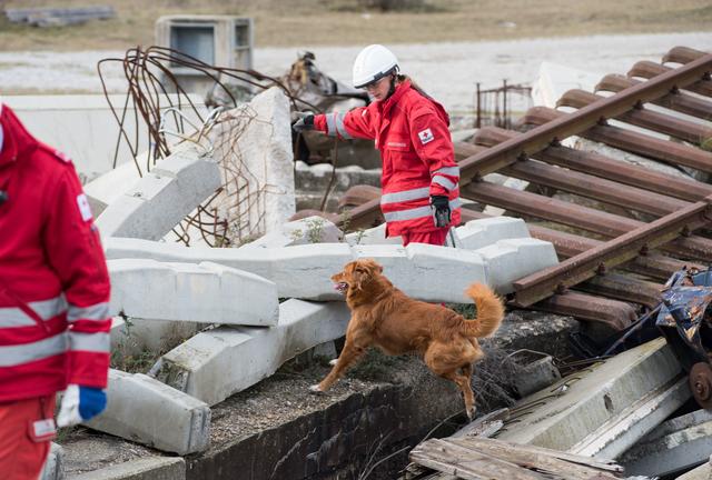 Internationaler Test für Rotkreuz-Suchhundeteams.
 | Foto: RK NÖ / A. Zehetner