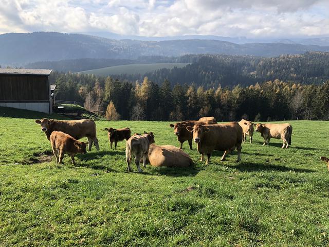 Rinderhaltung in dieser artgerechten Form unterstützt unsere Landwirte in ihrer Existenz und bei der Landschaftspflege. | Foto: Veronik