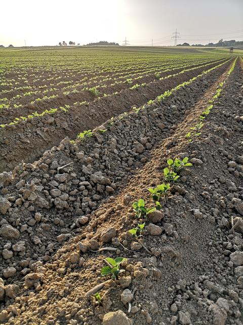 Die sogenannte Dammkultur bringt viele Vorteile. | Foto: Müllner