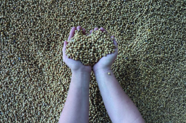 Bio-Sojabohnen | Foto: Müllner