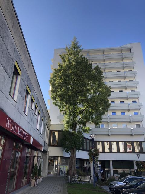 Am Liezener Hauptplatz steht eine seltene Sumpfzypresse.