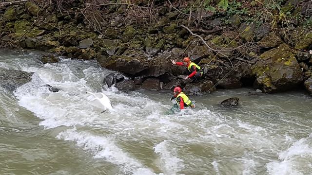 Schwanenrettung in der Lieser | Foto: Santner