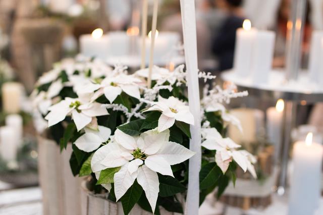 Die Farbtrends für die Adventzeit 2019 bringen vorweihnachtliche Stimmung in jedes Zuhause.
 | Foto: Österreichische Blumenwerbung GmbH