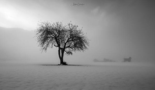 Im Nebel  | Foto: Matthias Schimpfössl