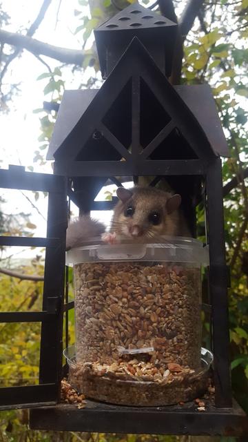 Keine Scheu zeigte der kleine Siebenschläfer, als er fotografiert wurde.