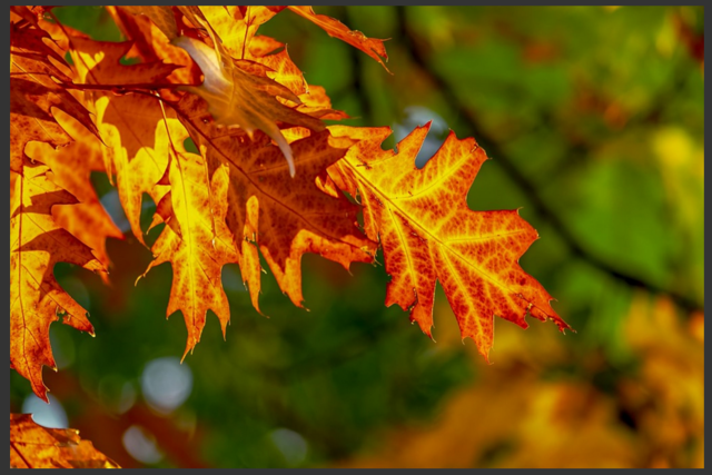 Der Herbst 2019 ist der viertwärmste Herbst seit Beginn der Messgeschichte.