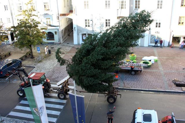 Am 4. November stellte der Bauhof den elf Meter hohen Weihnachtsbaum auf.  | Foto: Stadt Braunau