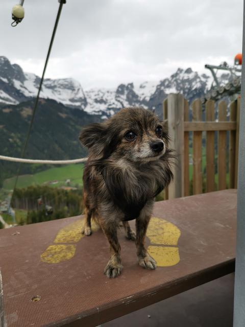 Pauli wird seit 6. November vermisst, die Besitzerin bittet darum bei Sichtung ehest möglich angerufen zu werden.