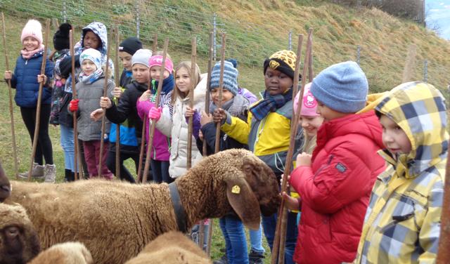 Wer steht denn da auf meiner Weide? Manches scheue Schaf packte doch die Neugier. | Foto: Rüggeberg