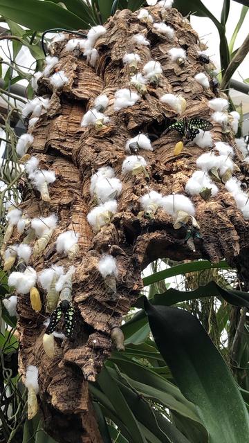 Die tropischen Schmetterlinge kann man im Botanischen Garten beim Schlüpfen beobachten.