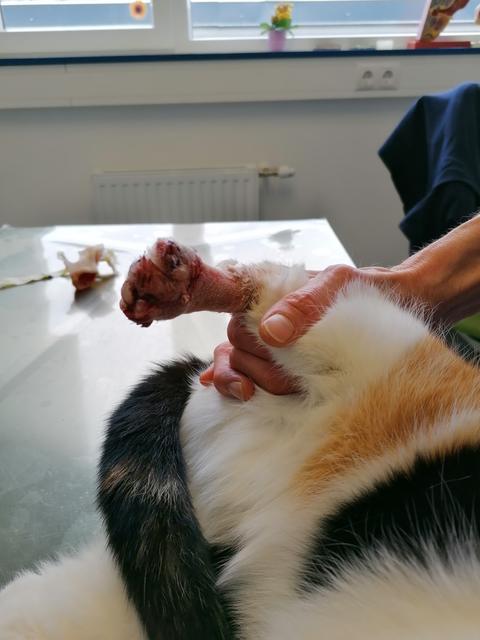Das Verletzungsmuster deutet auf eine Mausefalle hin – vielleicht bewegen diese Bilder zum Nachdenken!