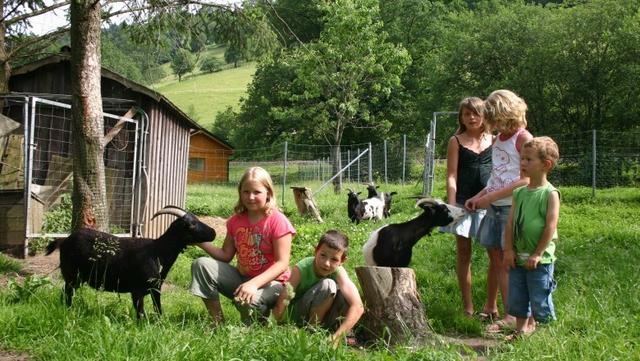Der Streichelzoo im Gasthof Riegler begeistert die jüngsten Besucher.