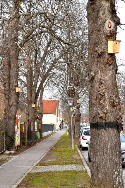 An der Schulstraße thronen Nisthilfen für Meisen.