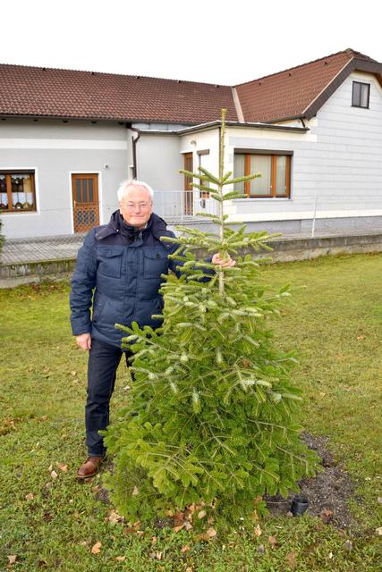 Ortschef Hans Trink mit neu gepflanzter Fichte.