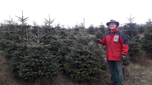 Die Christbäume von Klaus Gschwendtner werden bei einigen großen Lebensmittelmärkten in Wels und insgesamt an 14 Ständen in ganz Oberösterreich verkauft. Produziert werden diese seit 1978 in Stroheim, der höchsten Erhebung im Bezirk Eferding. Auch in dieser Christbaumkultur wurde mit Fichten und Blaufichten begonnen die aber bis heute hauptsächlich Nordmanntannen weichen mussten.  | Foto: Klaus Gschwendtner