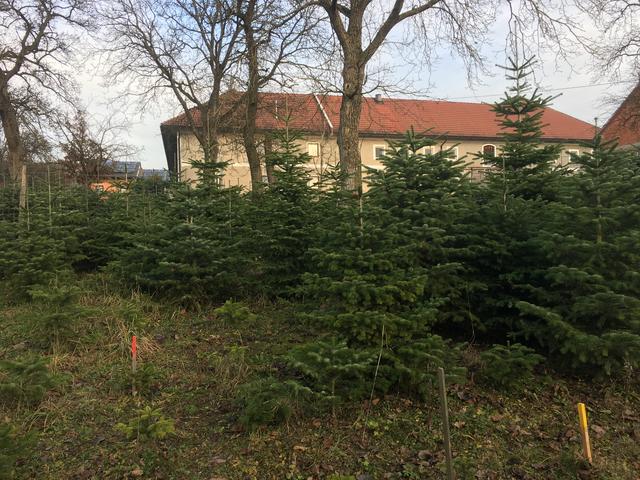 Seit den 90er Jahren werden beim "Fierlinger" in Steinhaus bei Wels gleich neben dem Hof Christbäume gepflanzt und nur ab Hof verkauft. Anfangs wurden nur Fichten angeboten, dann kamen auch Blaufichten dazu. Heute sind es ausschließlich Nordmanntannen. | Foto: Christian Achleithner