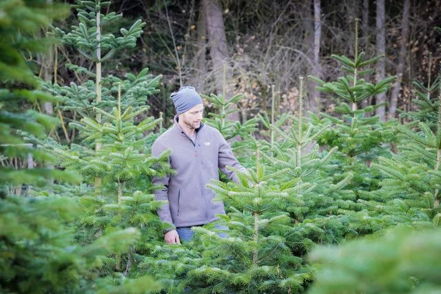 Die Bäume des Apfelhofes Gatterbauer wachsen nur rund 150 Meter vom Hof in Edtholz in Thalheim bei Wels. 1998 wurden die ersten Christbäume gepflanzt. Auch hier gab es in der ersten Kultur viele verschiedene Sorten, von Nordmann-, Edel-Weiß- und Blautanne bis Blaufichte. Aufgrund der Nachfrage werden mittlerweile nur mehr Nordmanntannen nachgesetzt. | Foto: Georg Gatterbauer