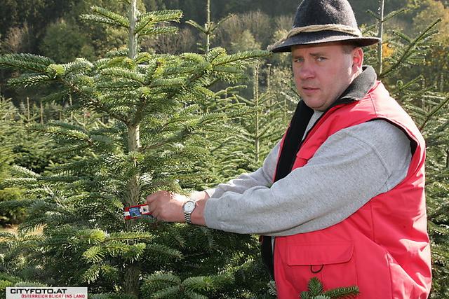 Die Bäume aus der Landwirtschaft von Ignaz Hofer, Obmann der OÖ Christbaumbauern, werden auf einigen Parkplätzen großer Einkaufsketten in Wels verkauft. Im Grieskirchner Betrieb gibt es seit mehr als 40 Jahren Christbäume. Derzeit sind es rund 150.000 Bäume auf rund 20 Hektar. | Foto: Ignaz Hofer