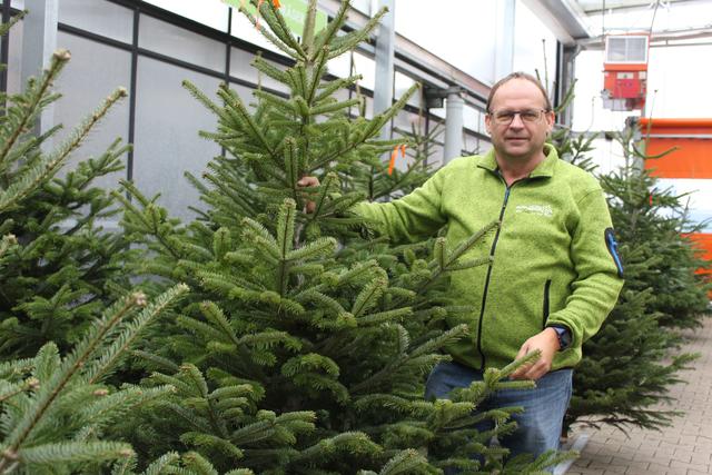 Seit der Gründung 1969 wird laut Thomas Dopetsberger beim Einkauf auf Produkte aus der Region gesetzt. Nicht anderes ist es bei den Christbäumen, die seit jeher aus Stroheim bei Eferding stammen.  | Foto: Christina Gärtner