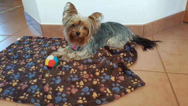 Seit dem 20. November ist Mia mittlerweile abgängig. | Foto: privat