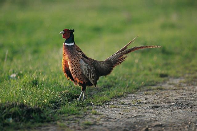 Foto: Jagdprüfungsbehelf-Österreichischer Jagd- und Fischereiverlag