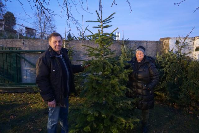 Ernst und Gertrud Korpitsch suchten nach dem perfekten Weihnachtsbaum