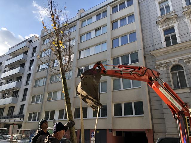 Vor der Konditorei Frömmel’s in der Zieglergasse 70 steht seit Kurzem ein Baum als Begrünungs- und Beschattungsmaßnahme.