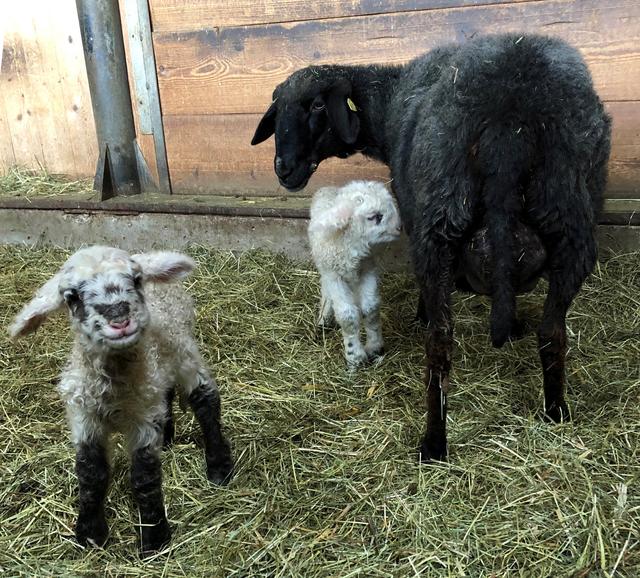 Spannend, so eine Kamera! Begeisterte Fotomodels sind die Lämmer schon.  | Foto: Alpenzoo