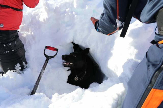 Die Lawinen- und Suchhundestaffel Tirol war beteiligt