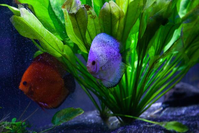 Im Hause Scheiner leben auch einige, wunderschöne Diskusfische. | Foto: Regina Courtier