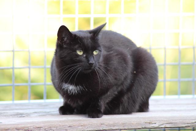 Shiva  | Foto: Marlene Handler