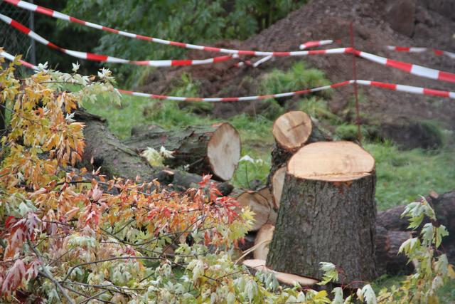 Rund 100 Bäume wurden im Oktober gefällt.
