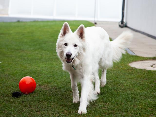 Pauli der Schweizer Schäferhund! | Foto: Regina Courtier