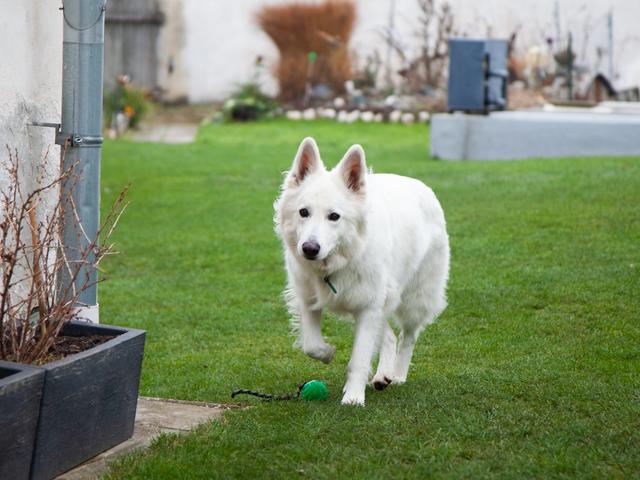 Pauli nützt jede Gelegenheit um zu spielen! | Foto: Regina Courtier