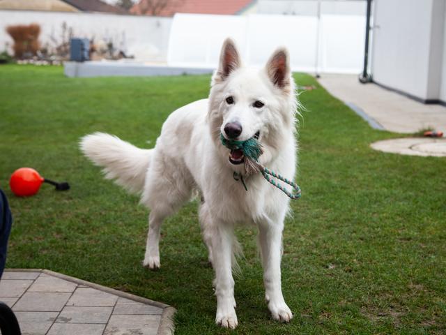 O.k., Pauli hört nicht auf zu spielen! Er zeigt was in ihm steckt! | Foto: Regina Courtier