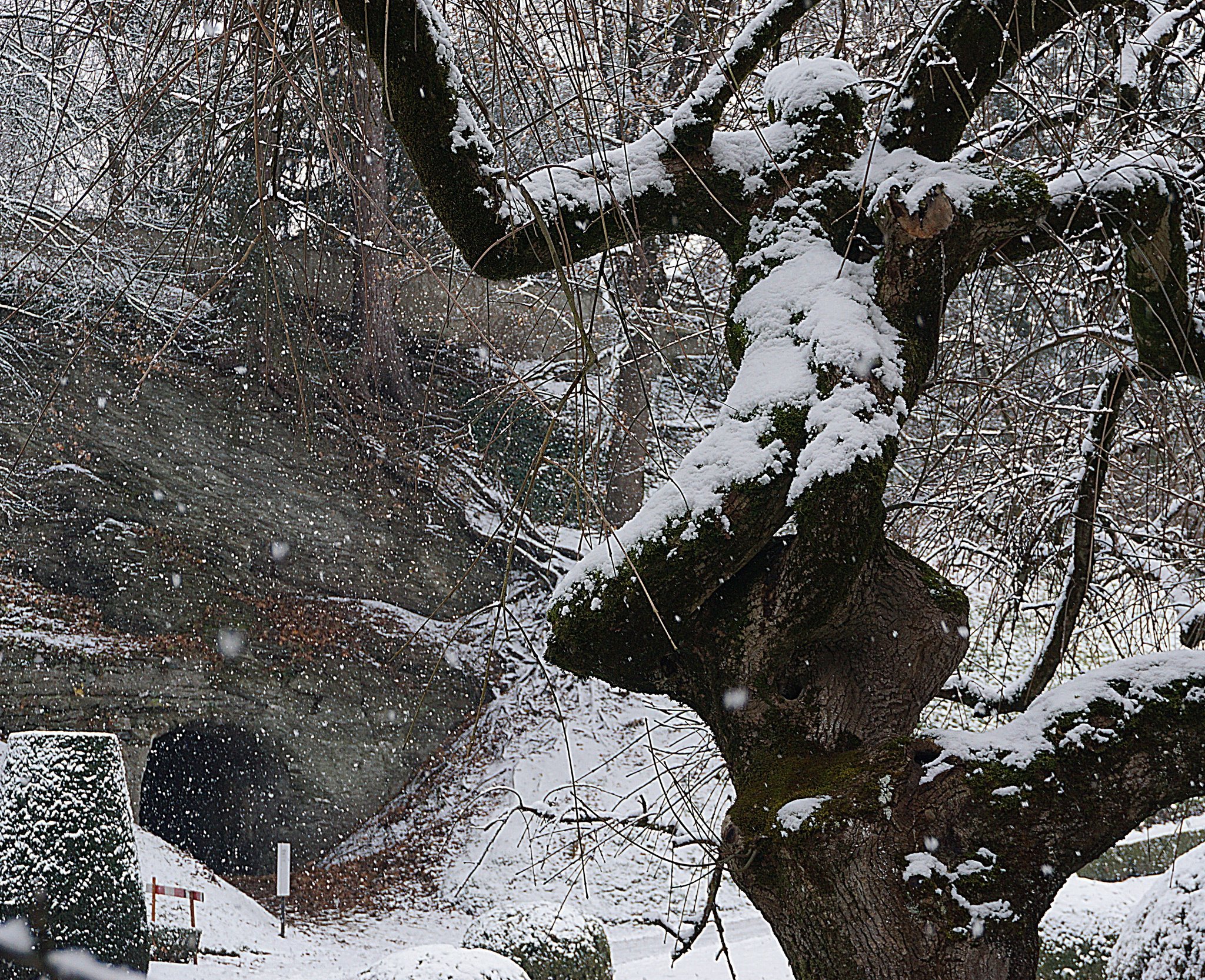 Der Mann im Baum Der Mann im Baum. Innsbruck Der Mann im Baum Der Mann im Baum. Innsbruck