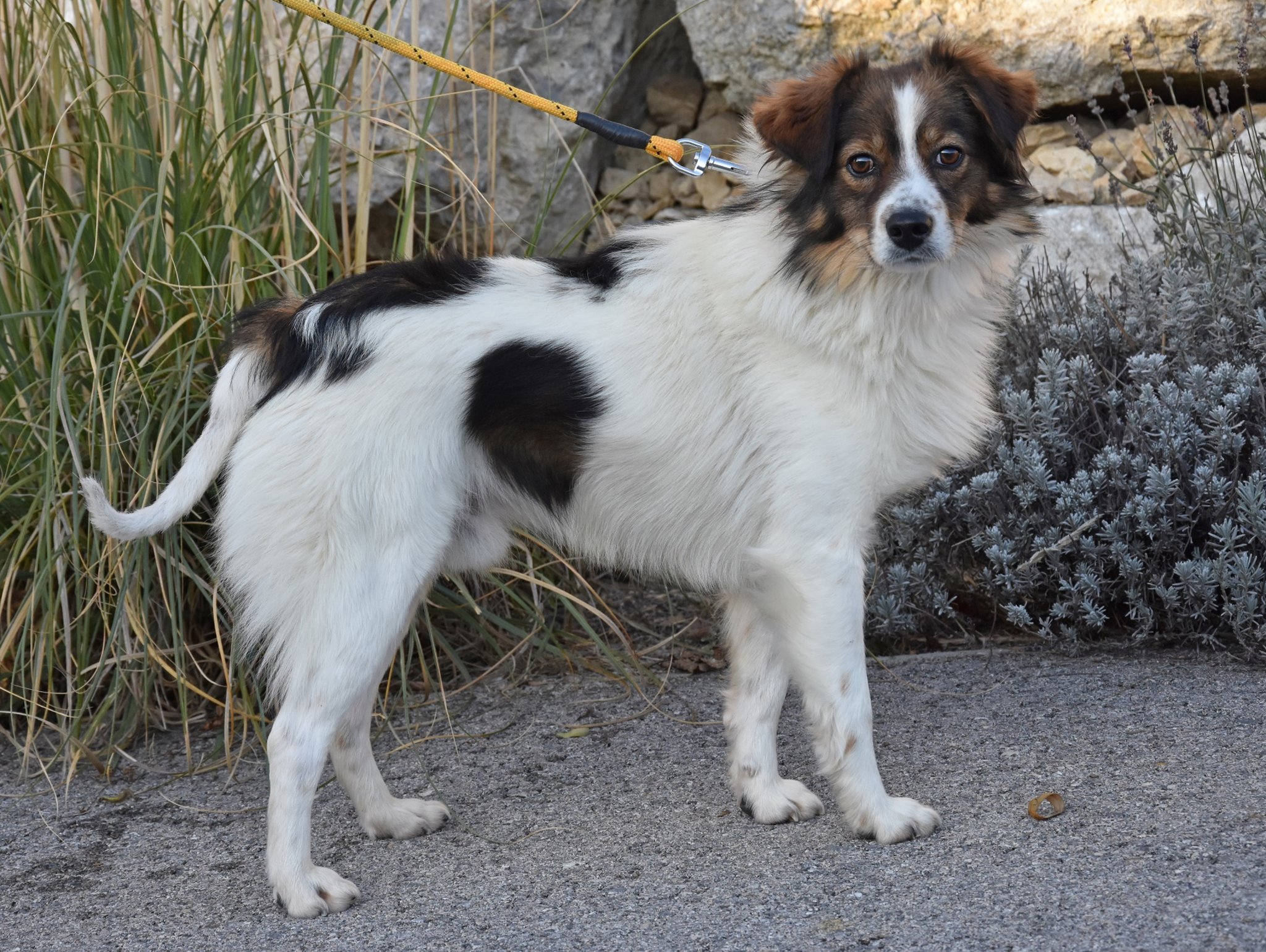Miko Sucht Ein Neues Zuhause Mistelbach