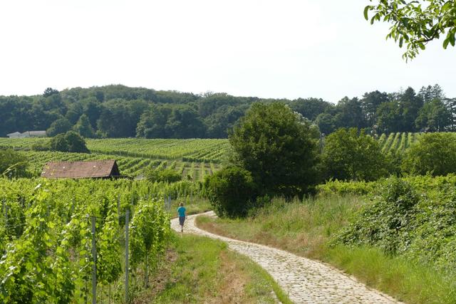 Der Maurer Weinwanderweg ist sicherlich eine der schönsten Arten den Bezirk zu entdecken. | Foto: weinwandern.at