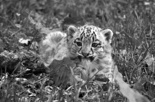 Der junge Schneeleopard Arun musste eingeschläfert werden | Foto: Zoo Salzburg
