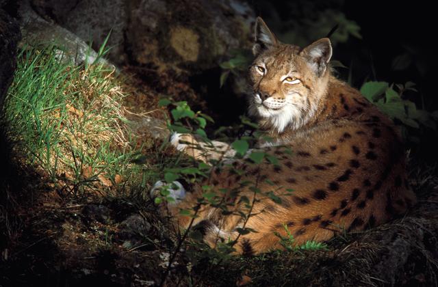 Die Chance, die scheue Waldkatze zu Gesicht zu bekommen, ist auf dem "Luchs-Trail" gering, aber alles ist bekanntlich möglich. | Foto: Herfried Marek