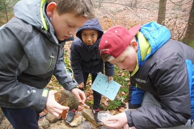 Wassertiere im Bach untersuchten die Schüler der zweiten Klassen der NMS Rohrbach bei den Projekttagen die im Rahmen eines Interreg Projektes entwickelt wurden. | Foto: Helmut Eder