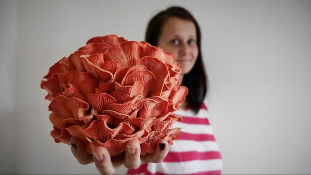 Platz drei beim Agrar-Innovationspreis Vifzack 2020: Bio-Pilzzüchterin Matea Jelavic mit einem wunderbar gefärbten Rosenseitling. | Foto: Angelina Koidl