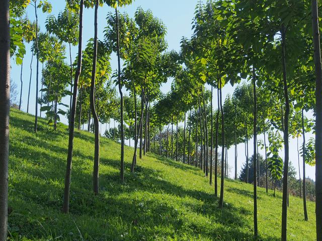 Der Paulownia-Baum  | Foto: ©Plantownia