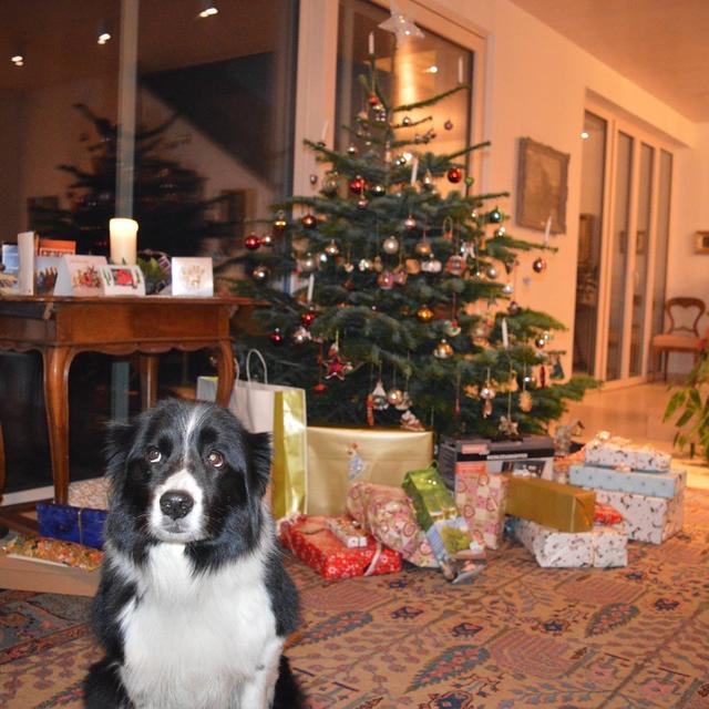 Womit man kleinen und großen Tierfreunden zu Weihnachten eine Freude machen kann, haben die Tierschutzombudsstelle und das TierQuarTier Wien zusammengetragen.  | Foto: Berger