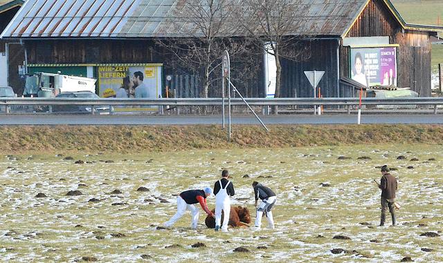 Der Jungstieg konnte nicht gebändigt werden. | Foto: ZOOM-Tirol