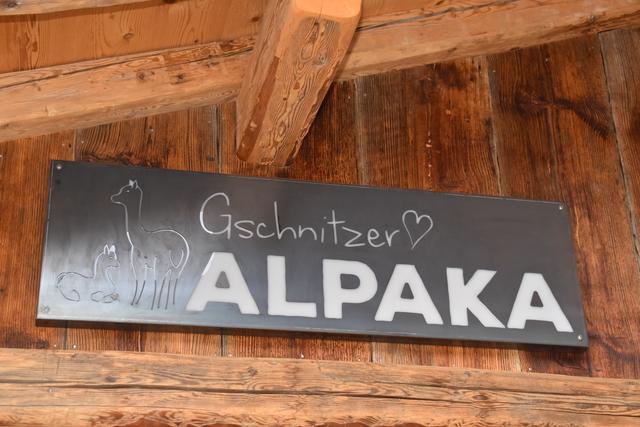 Am Ortseingang von Gschnitz ist eine Alpaka-Herde zuhause. Neuerdings gibt es hier auch ein Geschäft mit Produkten aus Alpaka-Wolle. | Foto: Kainz