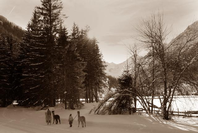 Bei geführten Wanderungen kann man den Alpakas nahe kommen. | Foto: privat