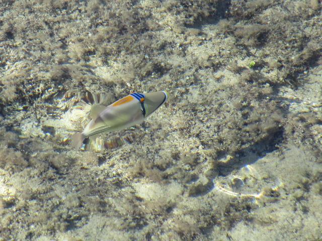 Die hübsche Fische schwimmen bis zum Strand und sind fast zahm..
